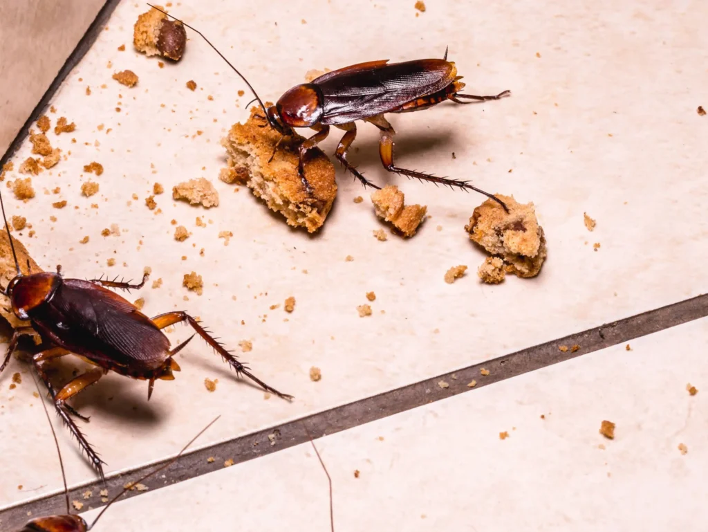 American Cockroach