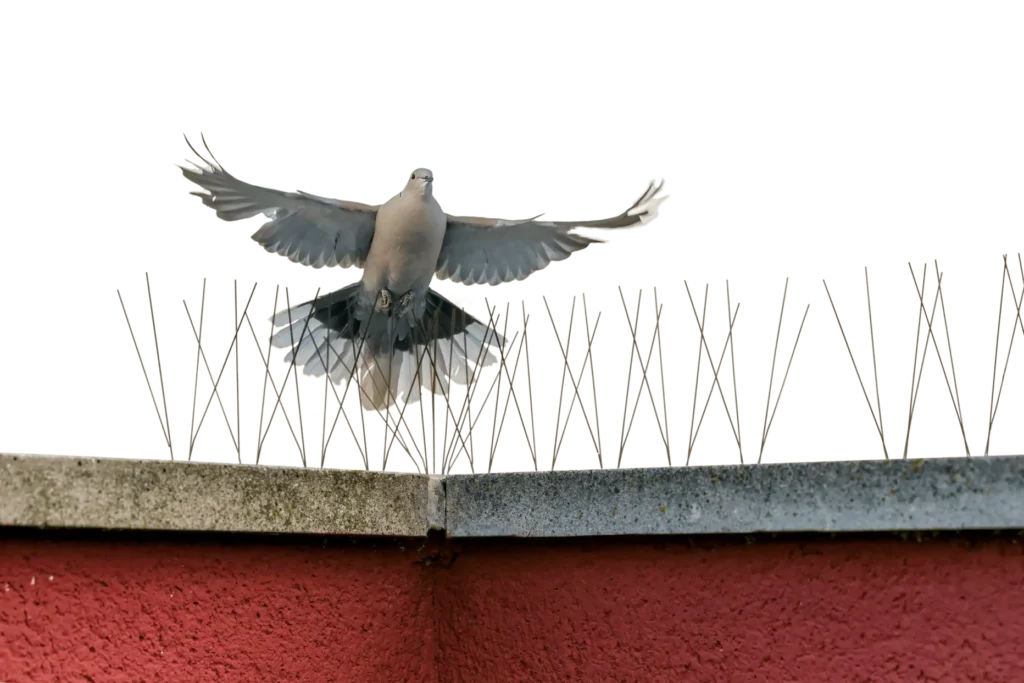 Bird spikes