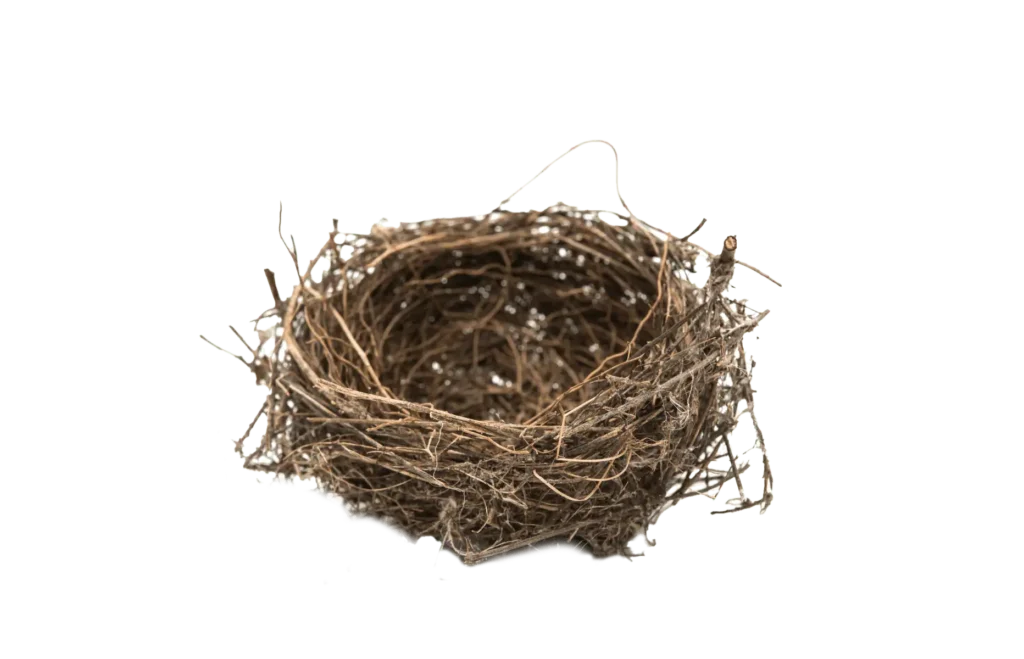 bird nest