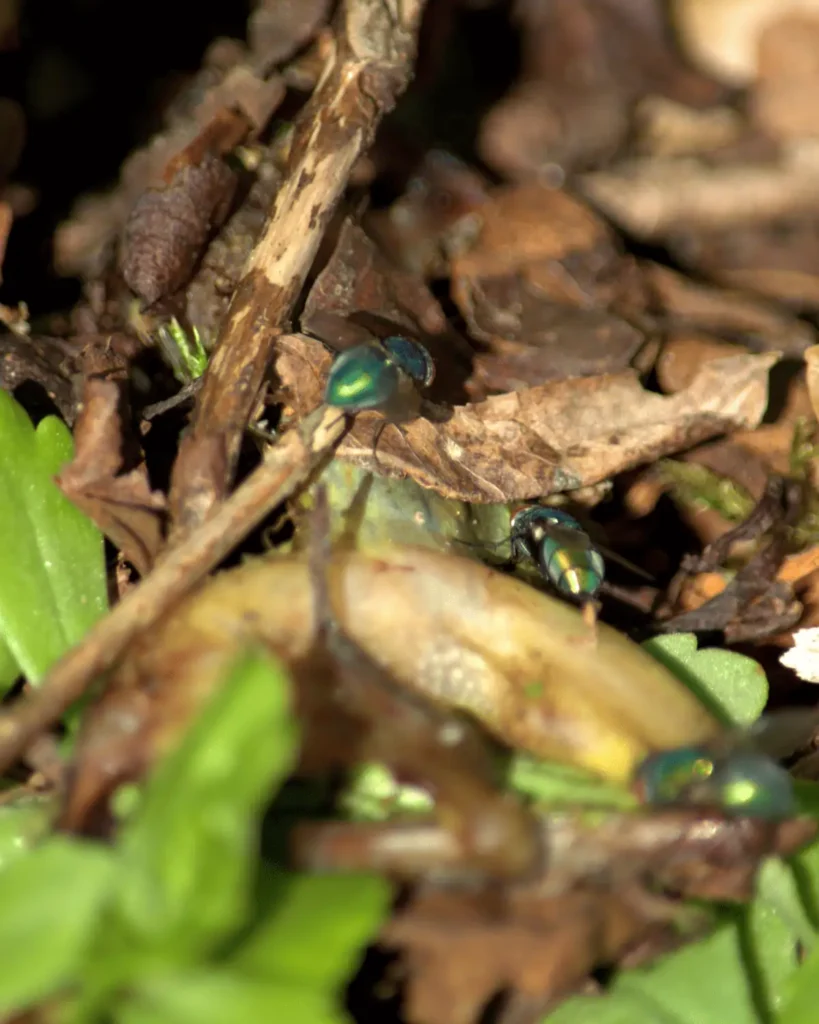 Blow Bottle Flies