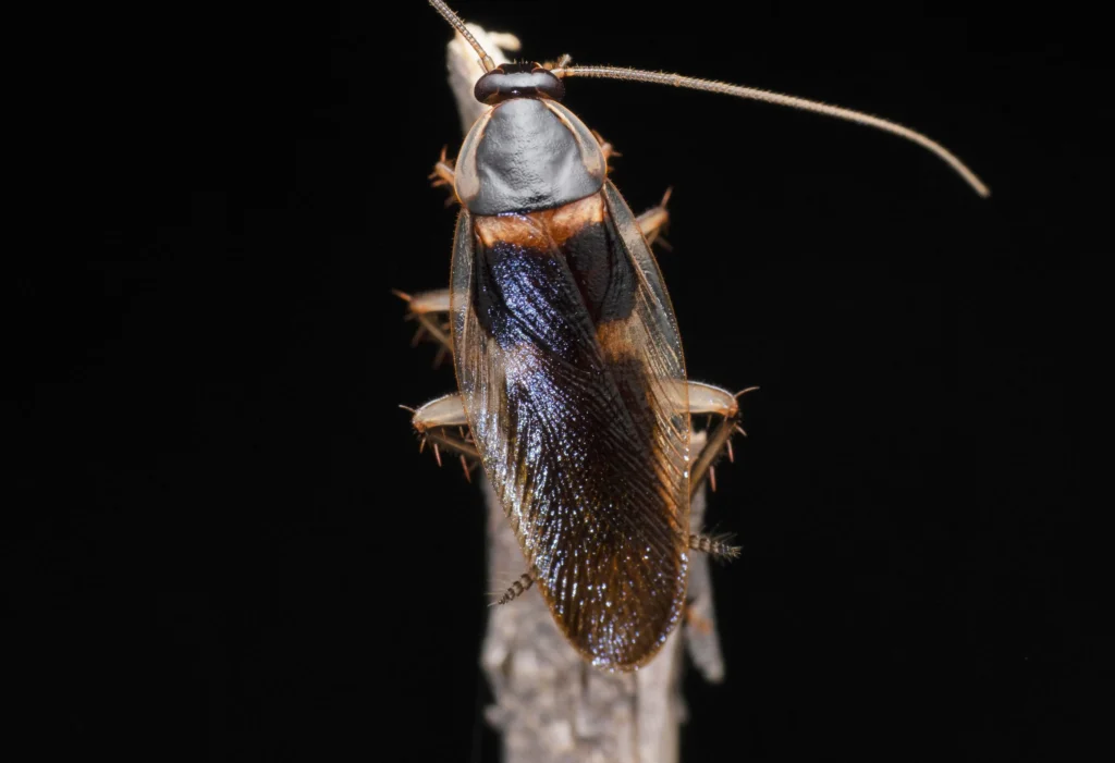 Brown-Banded Cockroach