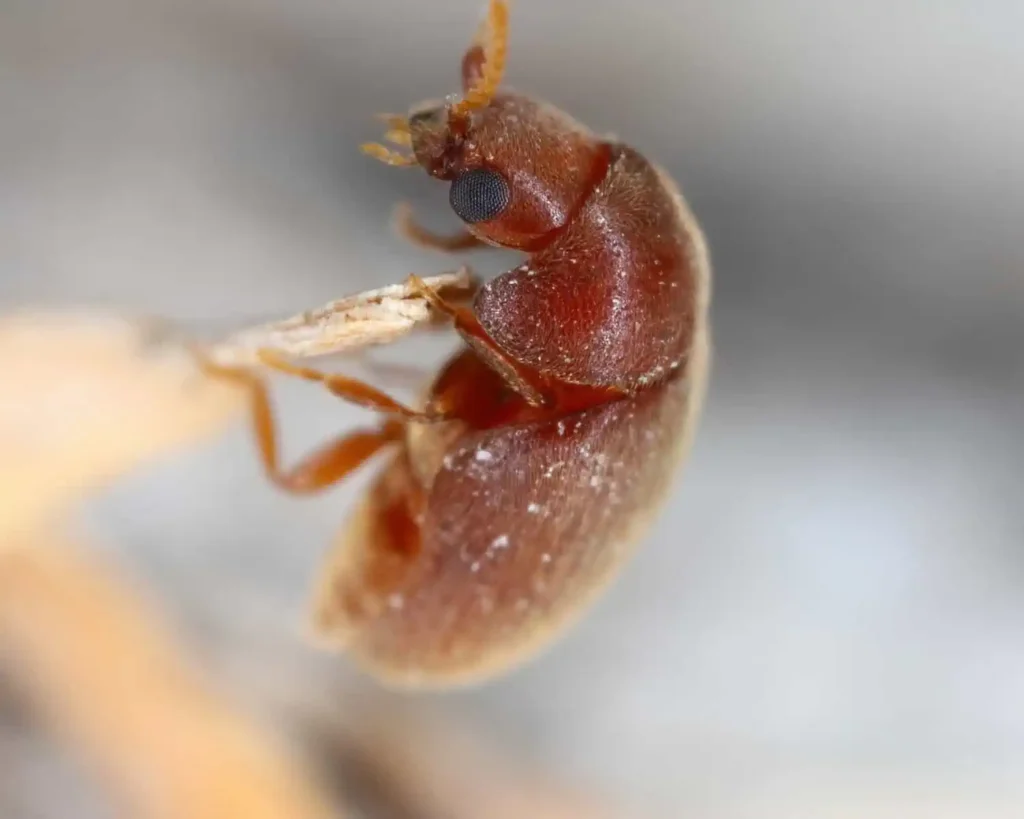 Cigarette Beetle