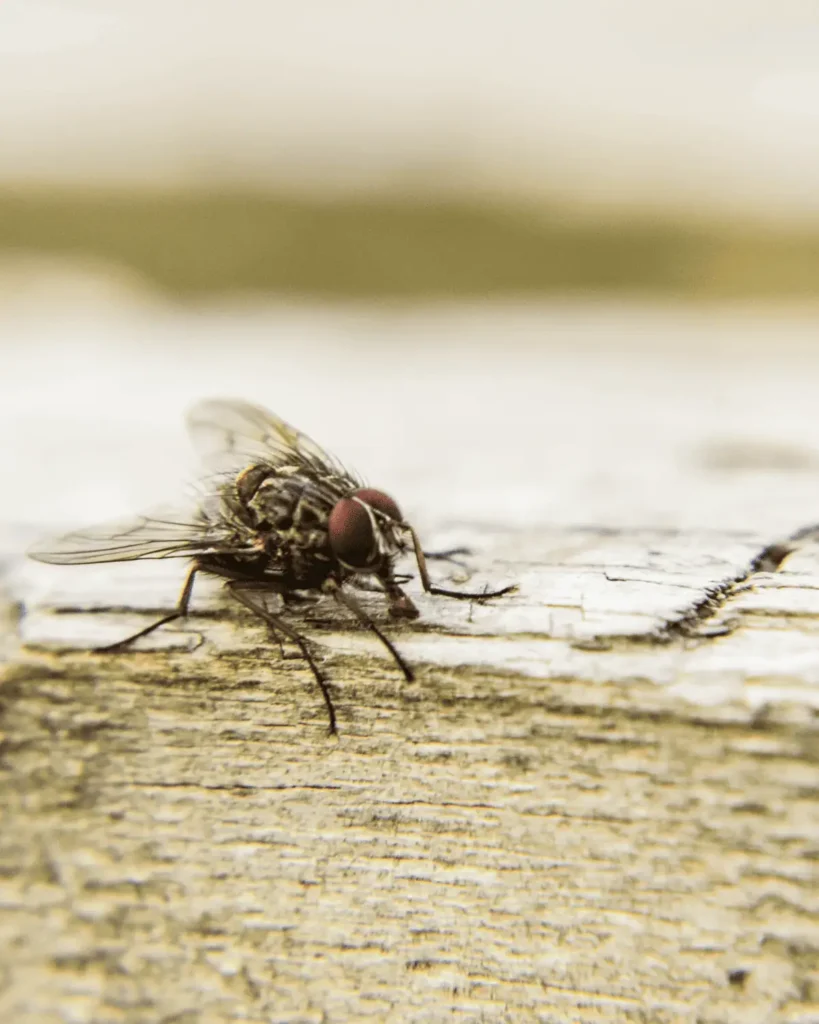 Cluster Fly