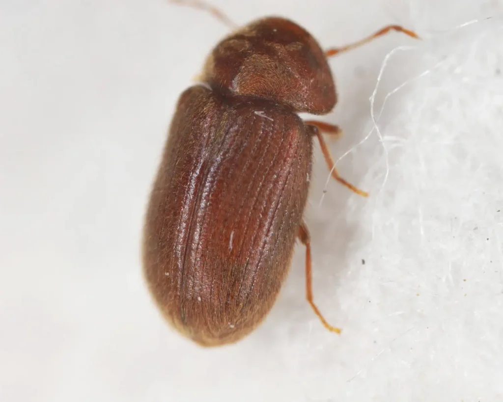 Drugstore Beetle