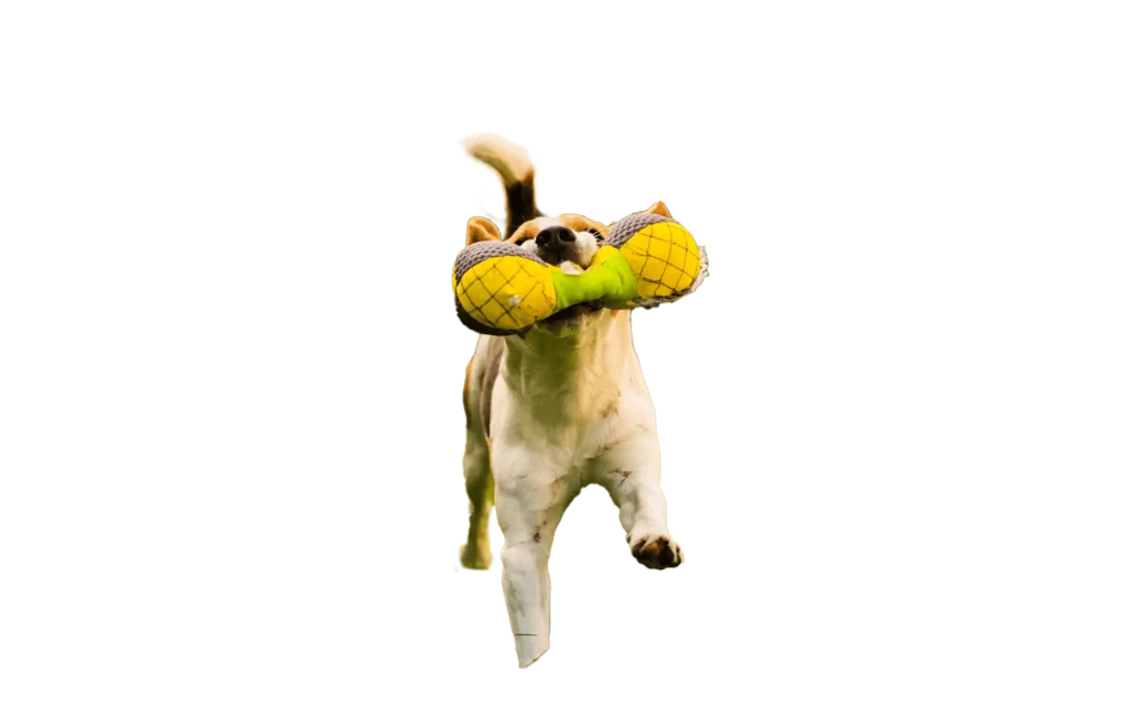 Dog carrying a toy