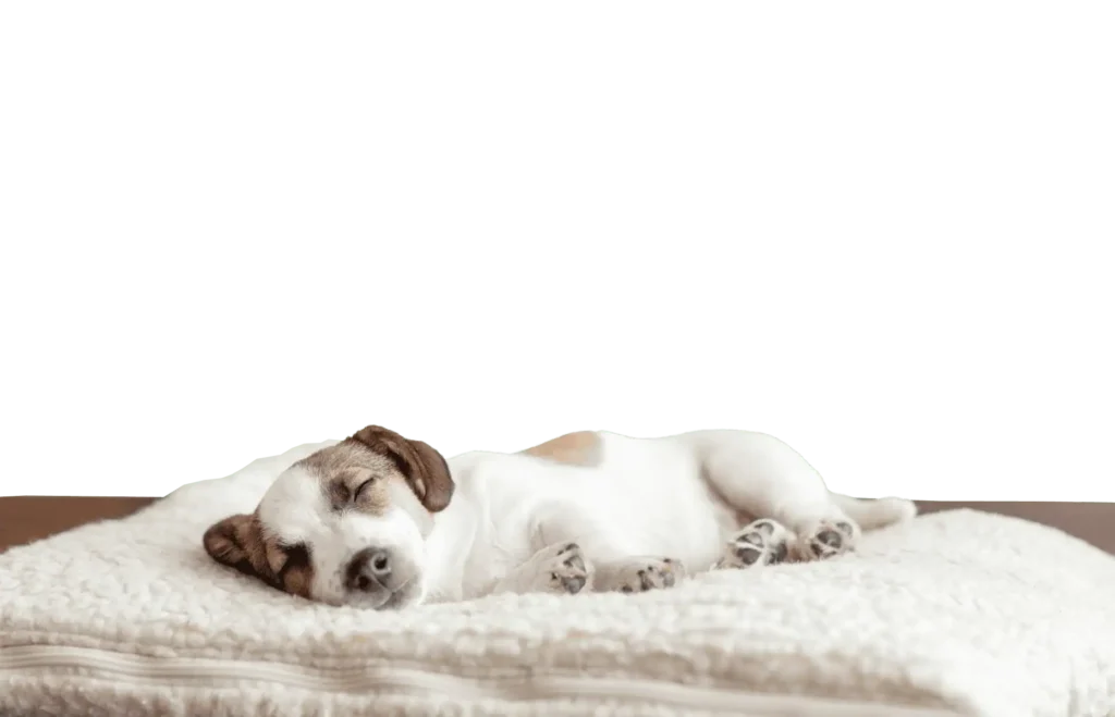 Dog sleeping