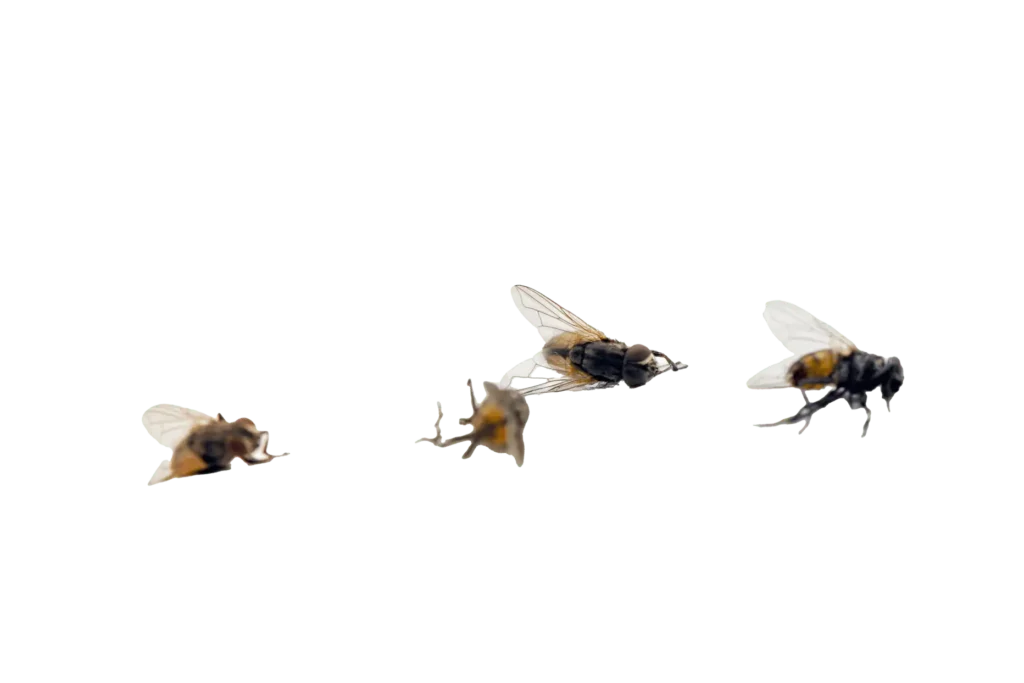 Flies