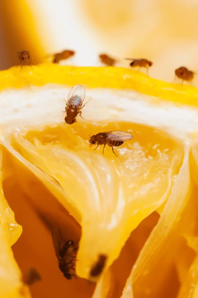 Fruit Flies