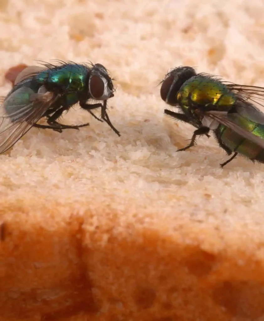 House Flies