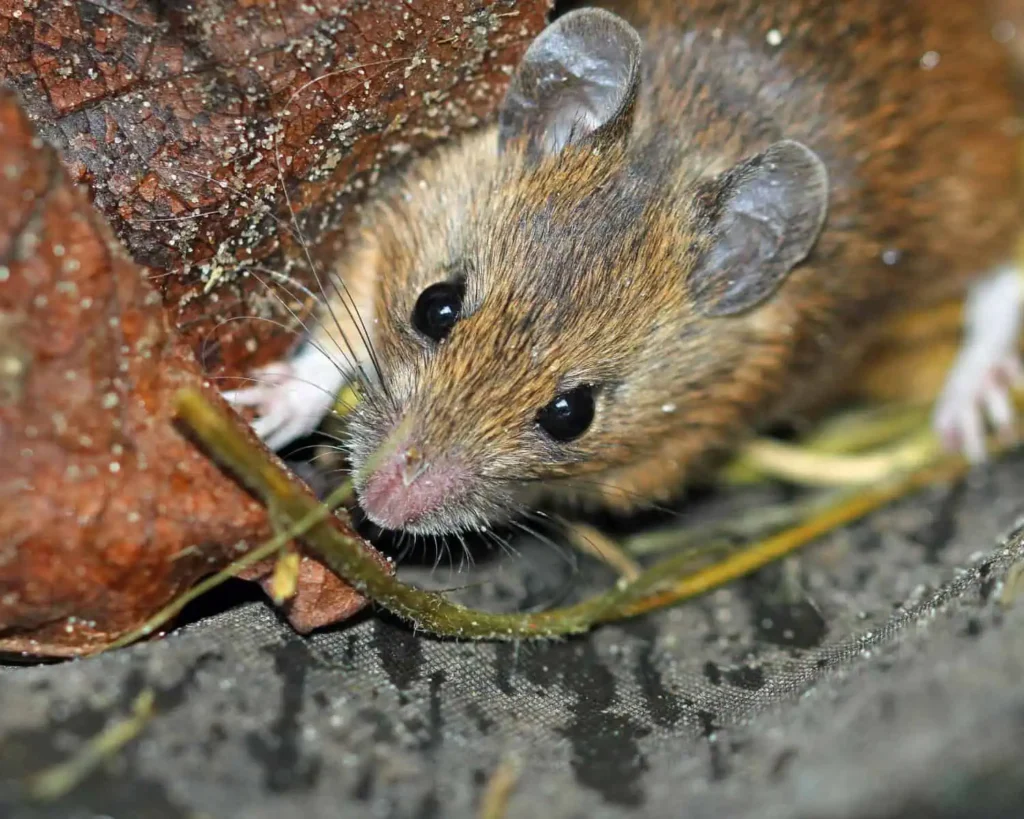 House Mouse