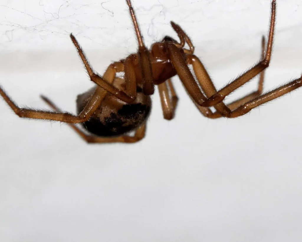House Spider