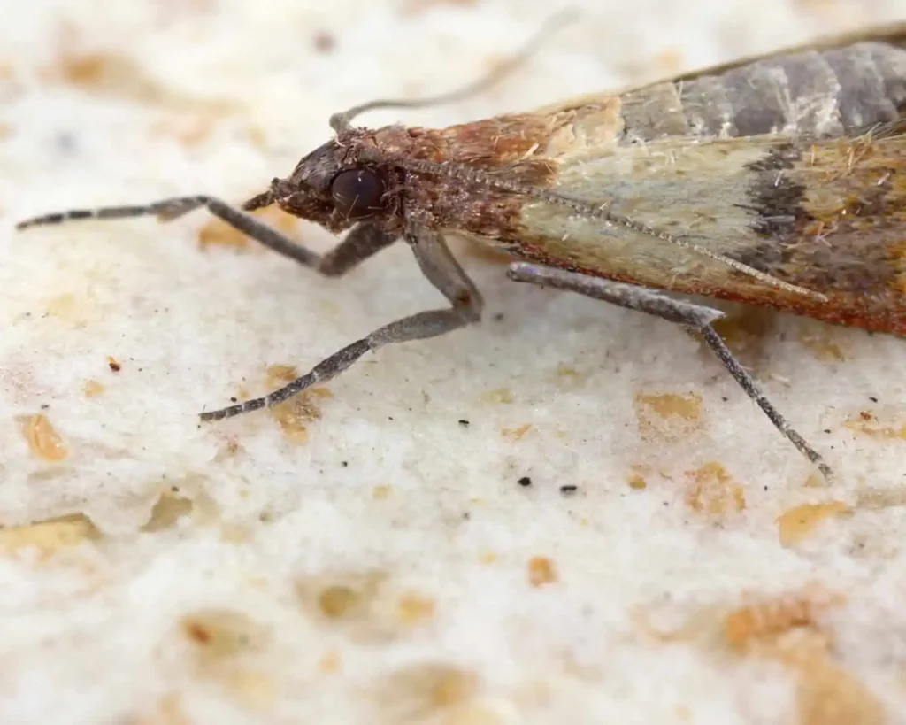 Indian Meal Moth