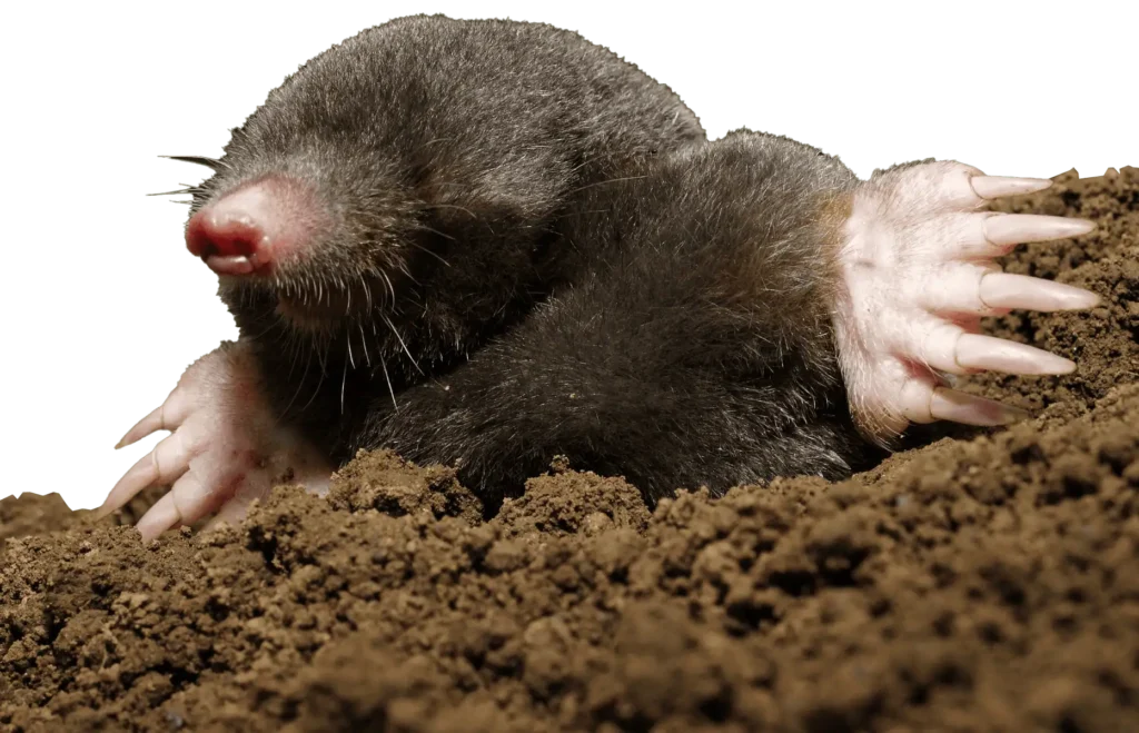 mole