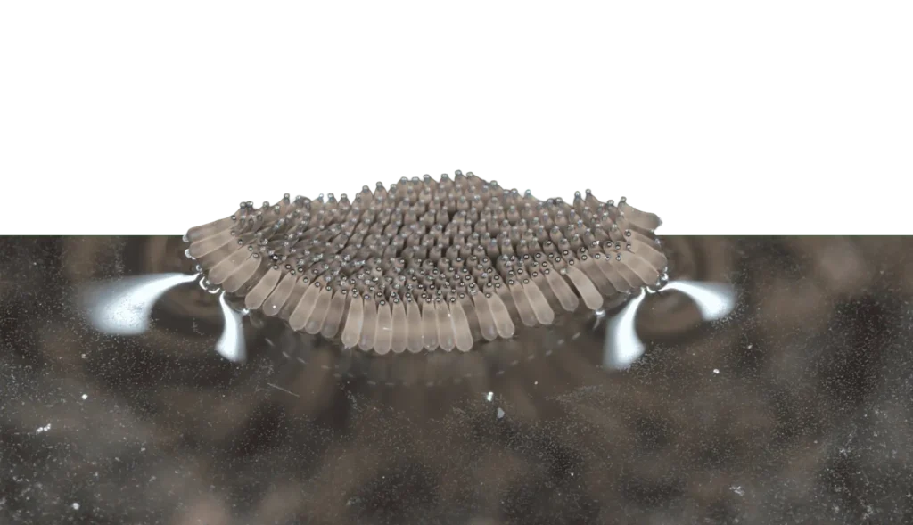mosquito larva