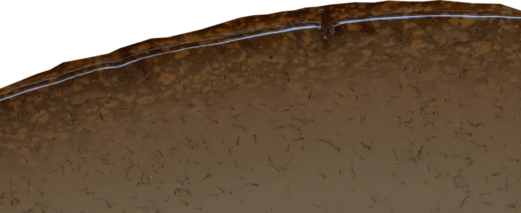water with mosquitoes