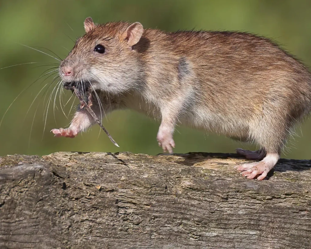 Norway Rat