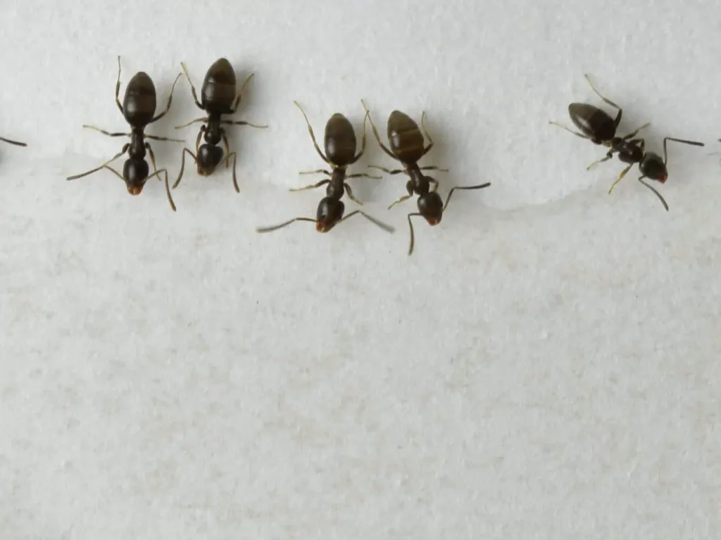 Odorous House Ants