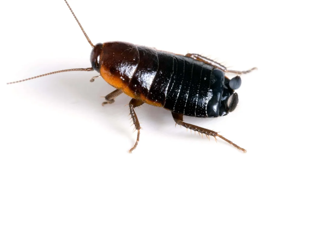 Oriental Cockroach