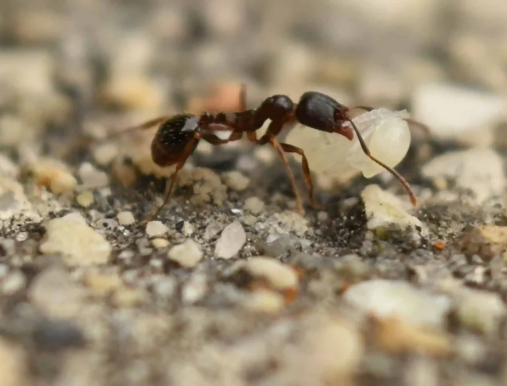 Pavement ant