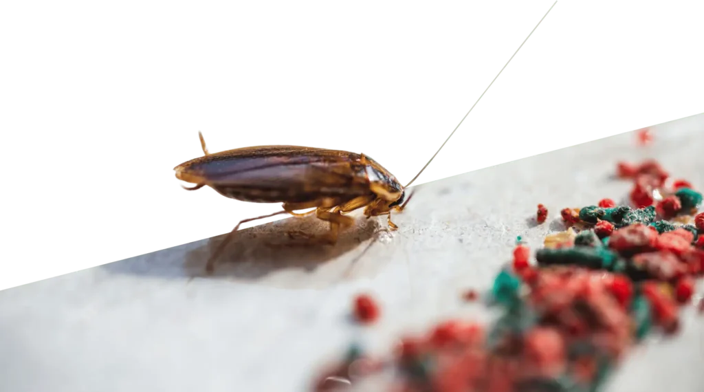 Roach and bait