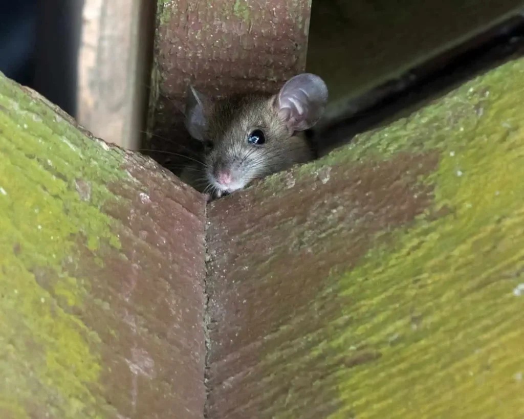 Roof Rat