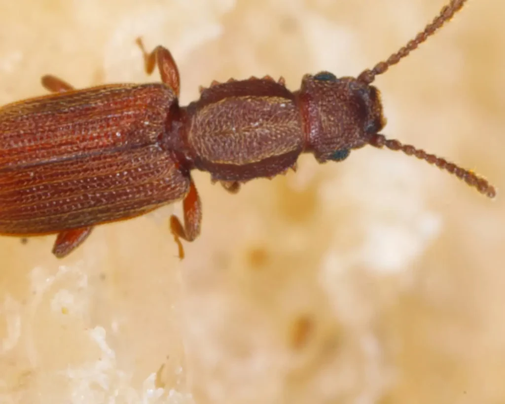 Sawtoothed Grain Beetle