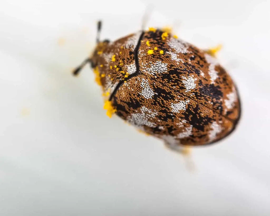 Varied Carpet Beetle