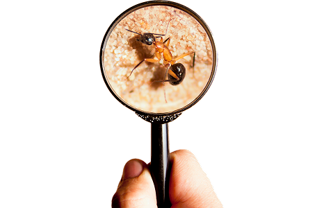 Ant viewed through a magnifying glass