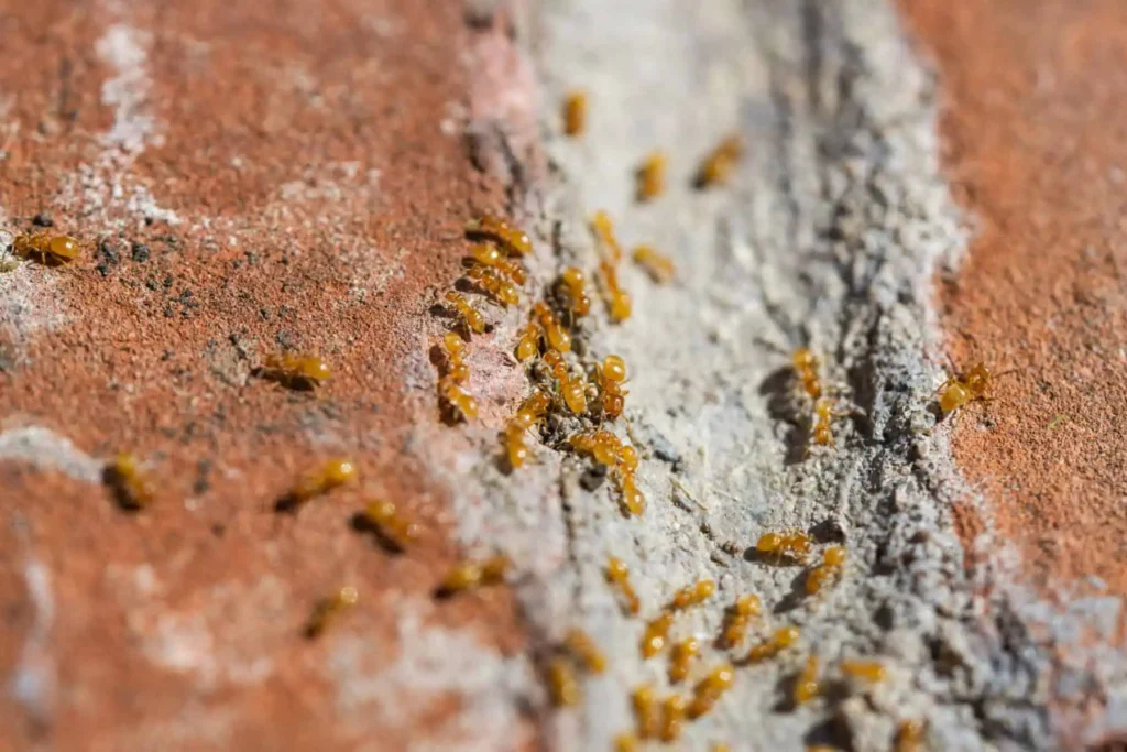 Moisture ants