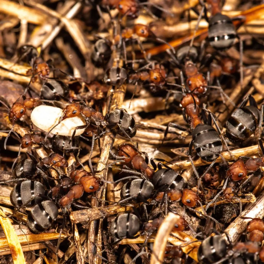 Thatching Ants