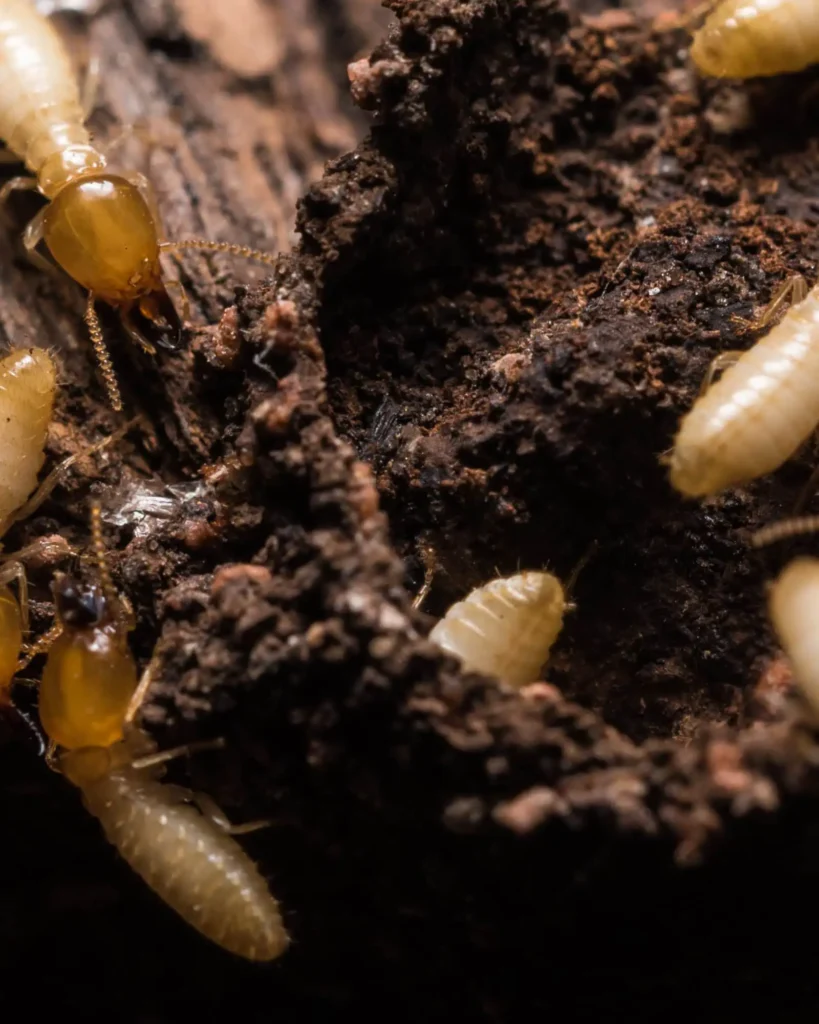 Termites 2