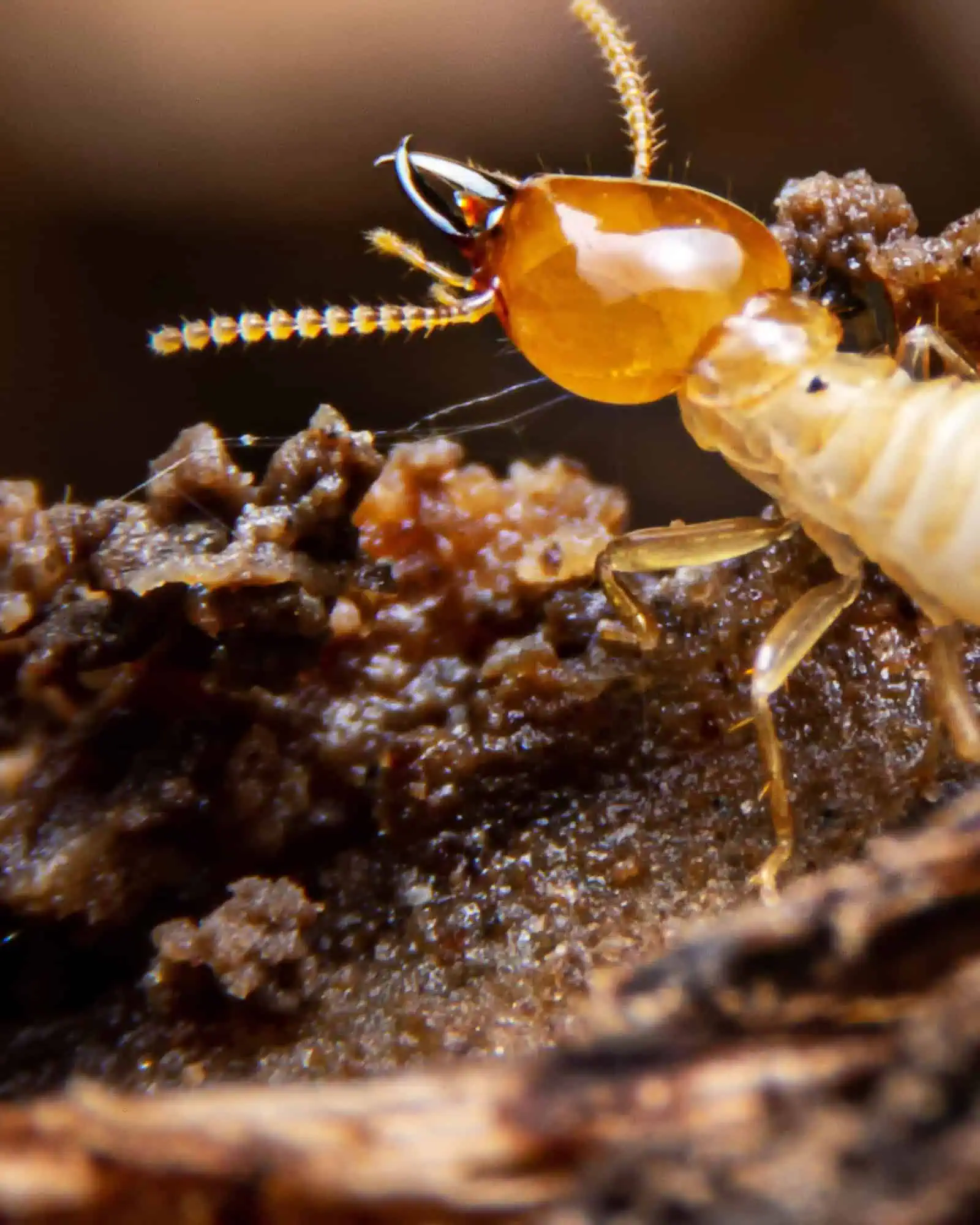 A termite
